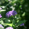 紫陽花の記憶