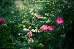 In the Forest #2
