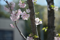 花の便り