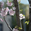 花の便り