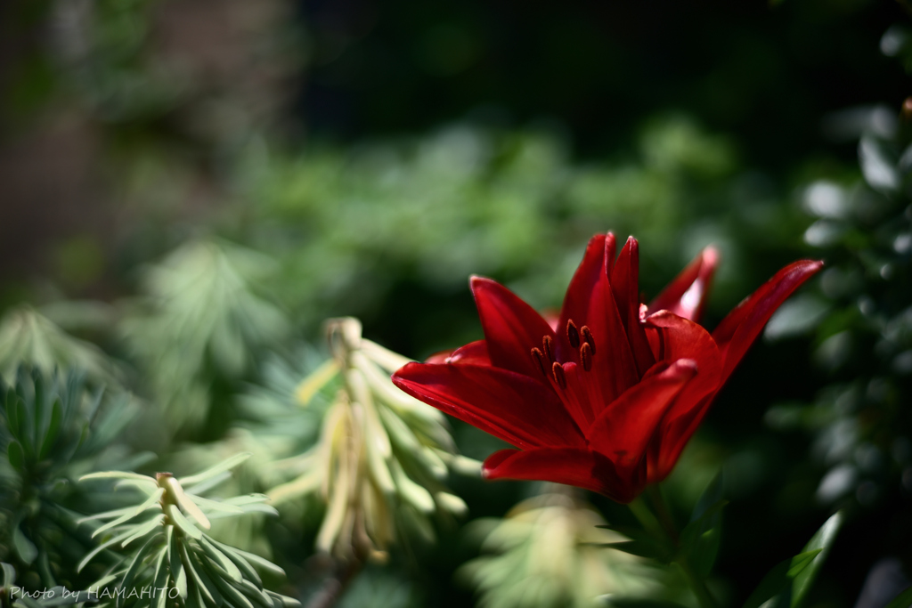 紅い花