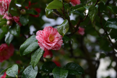 Rainy Day