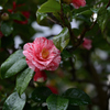 Rainy Day