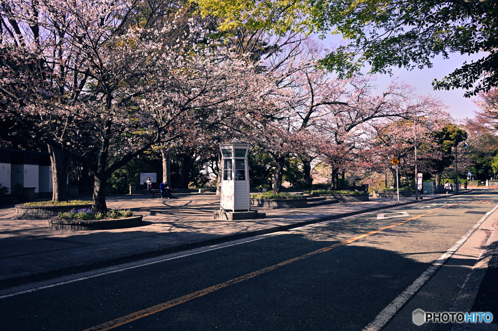 春の公園にて