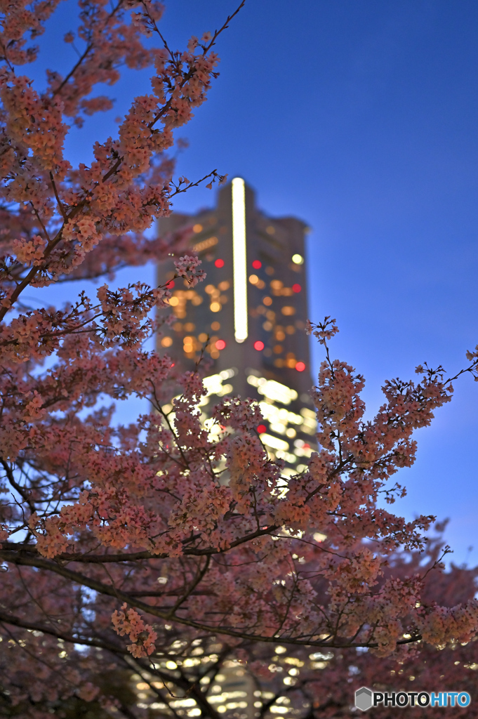 桜・満開
