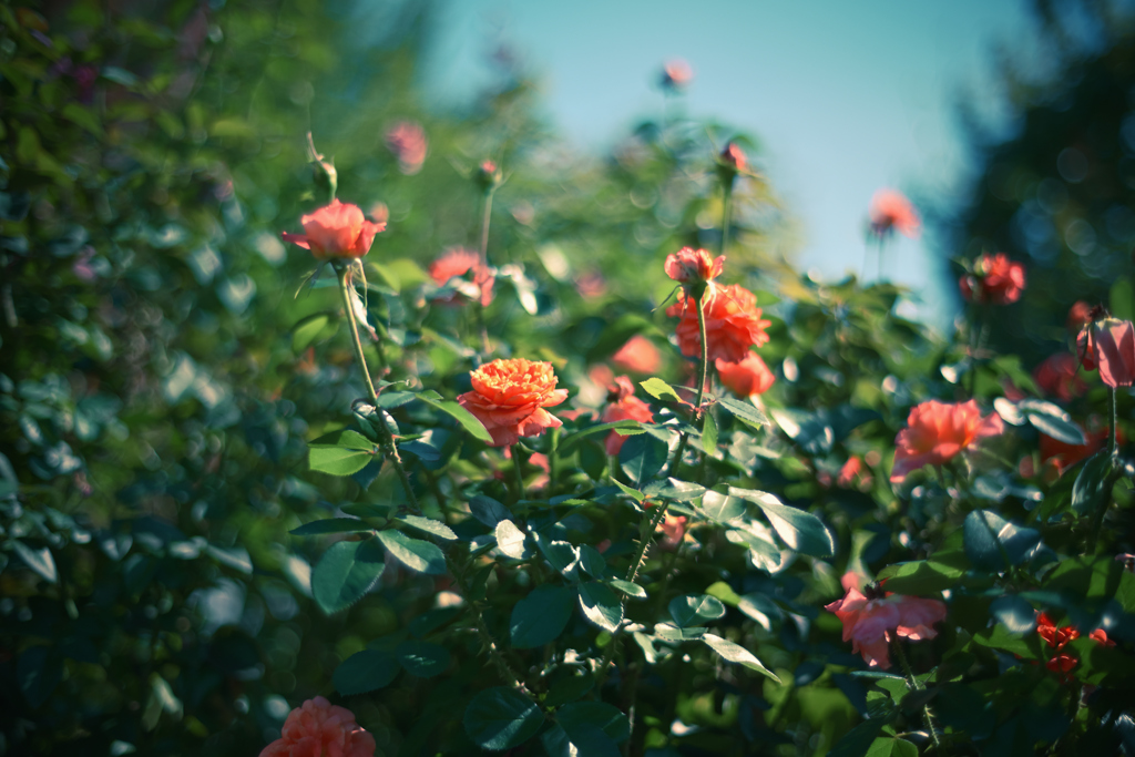 Autumn Roses