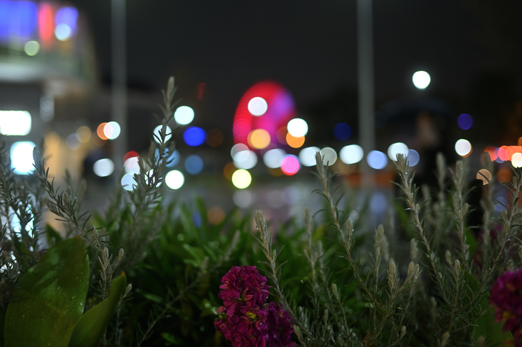 Rainy Plants