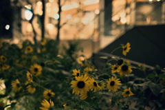 Sunflower at Night