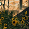 Sunflower at Night
