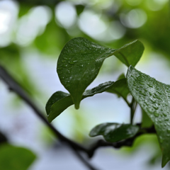 Rainy Rainy Sunday