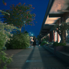 Night Walk with the Dog
