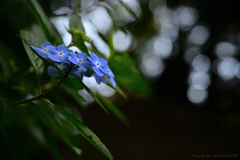雨のち晴レルヤ