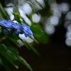 雨のち晴レルヤ