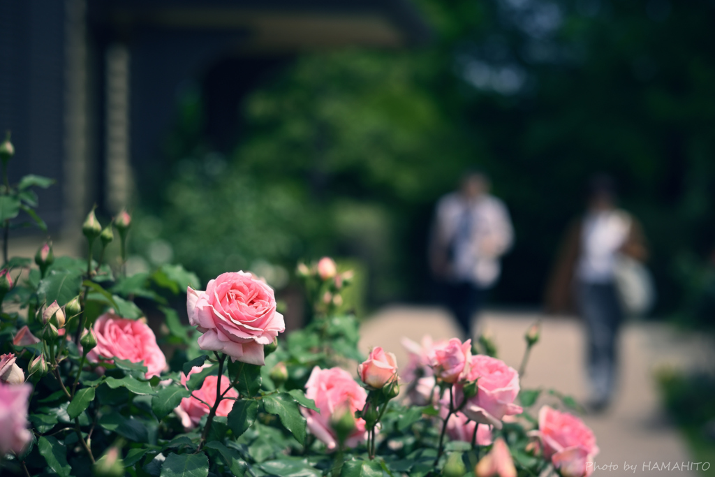 Rose Garden