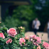 Rose Garden