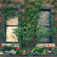 Window