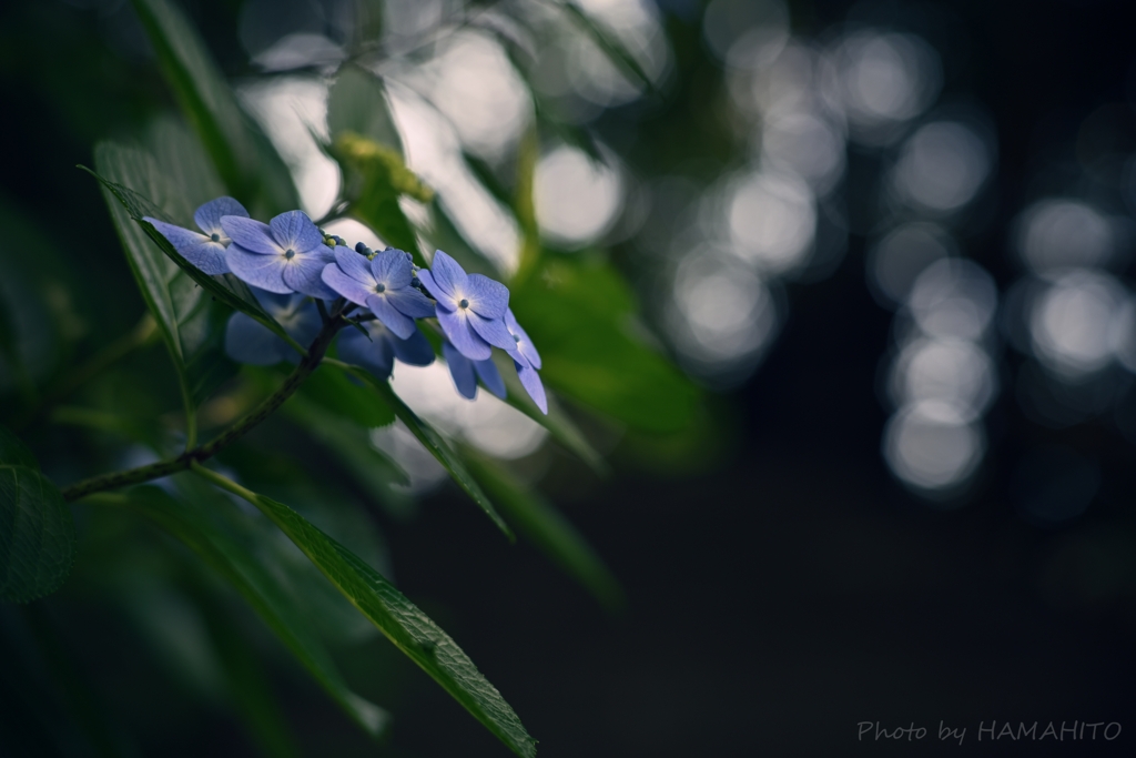 Bright Morning