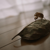 Dry Leaf