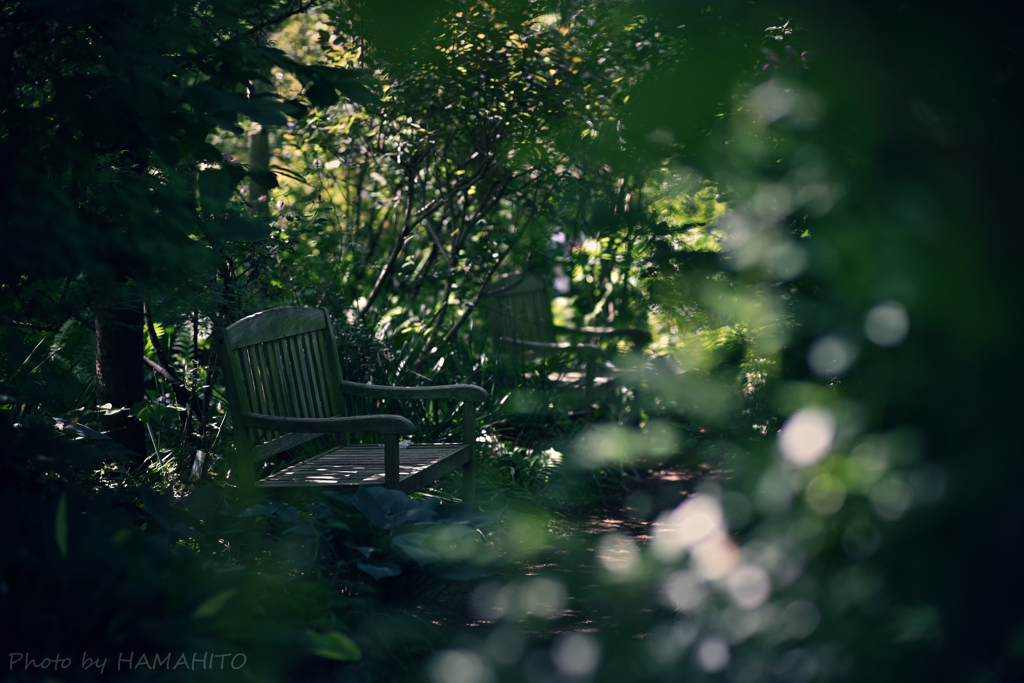 Forest Bench