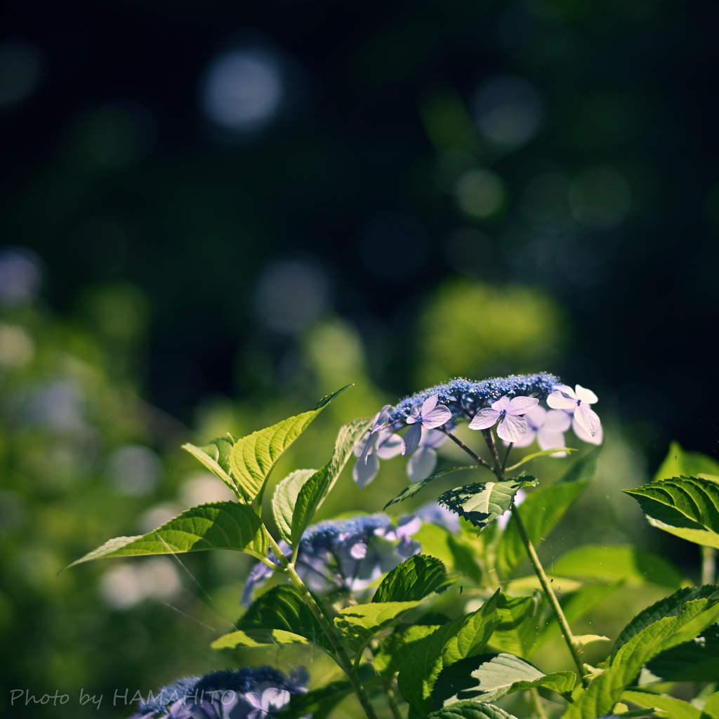 Mild and Softy…