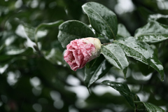 Rainy Sunday