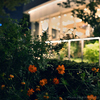 Autumn Flowers at Night