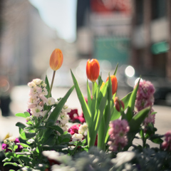 春待ちストリート