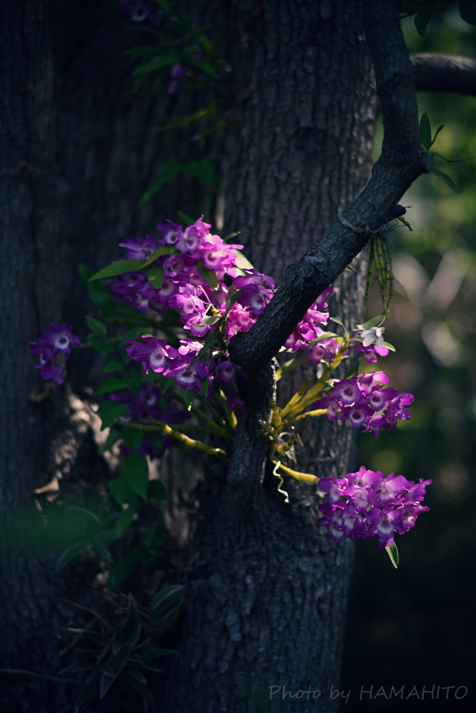 Flower and Tree