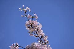 桜の記憶 #2