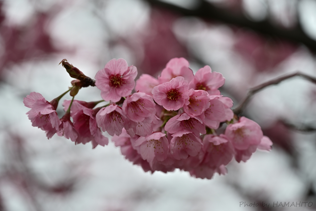 Cherry Blossoms