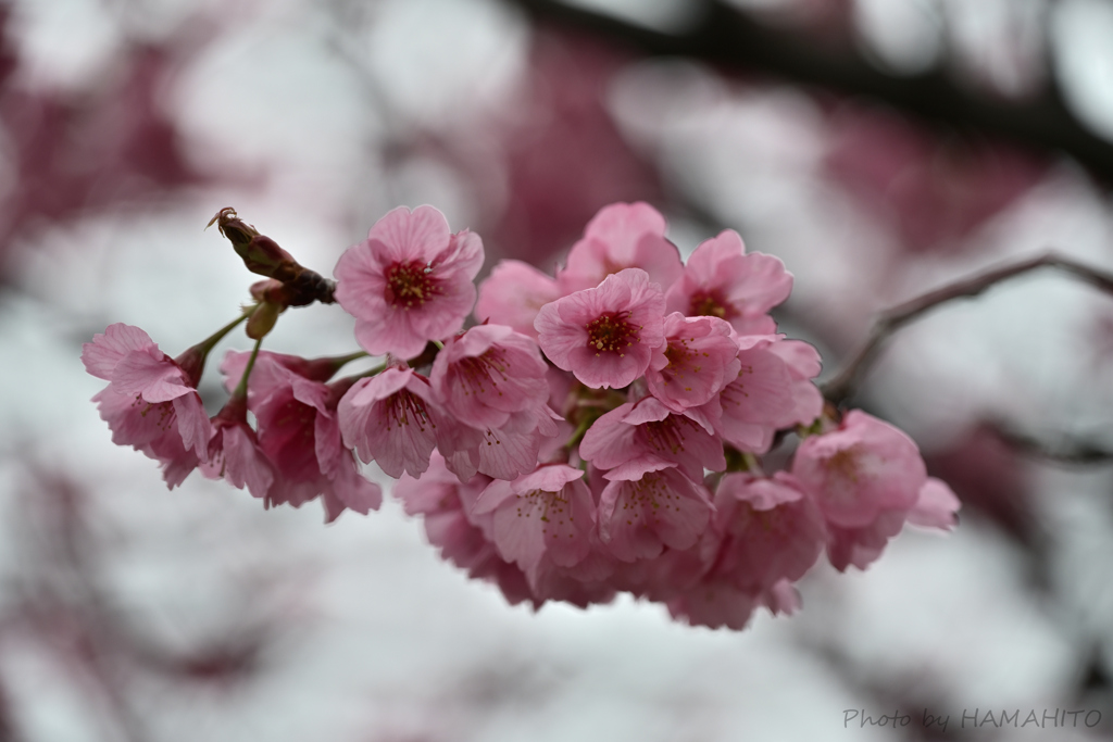 Cherry Blossoms