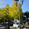 Sunny Day