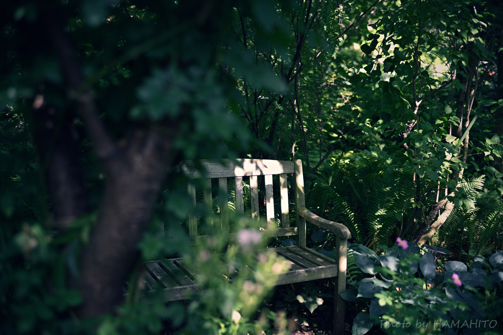 Forest Bench