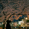 桜色舞うころ