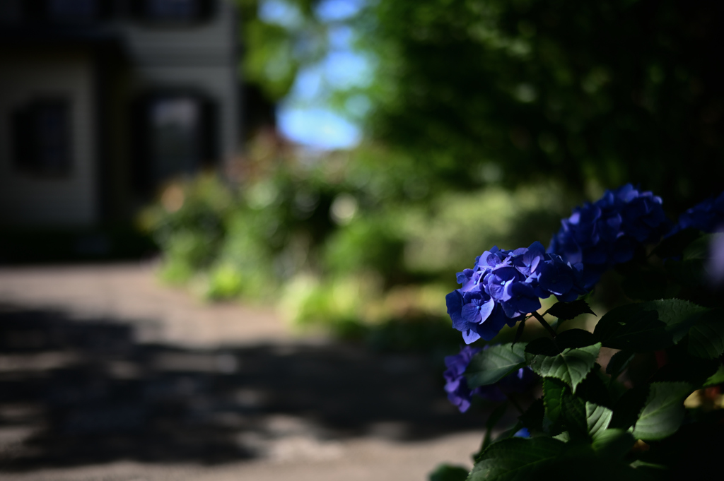 水無月の花