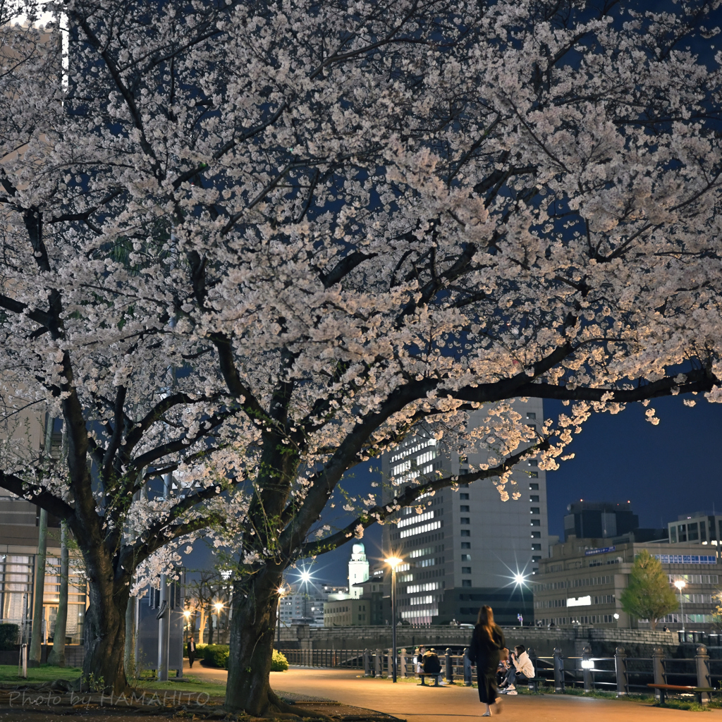 SAKURA Promenade