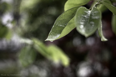 Rain