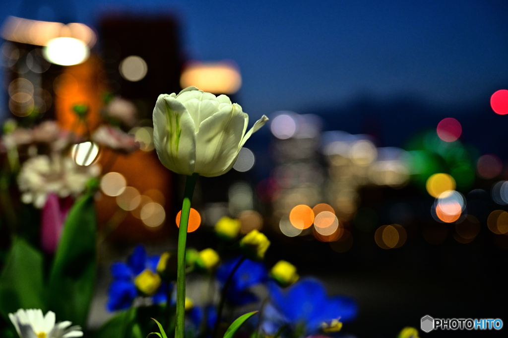 夜を彩る