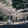 SAKURA Street #1