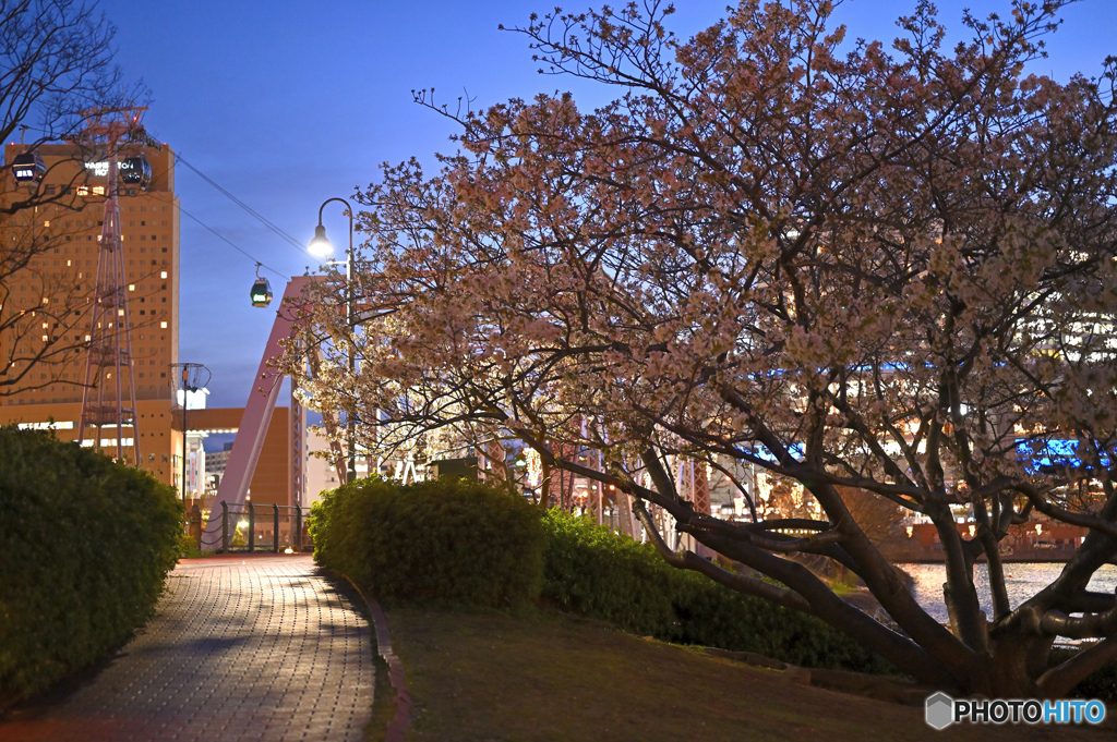 夜桜の小道