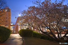 夜桜の小道