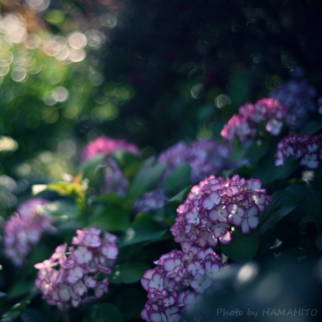 Bright Sunshine