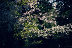 春のヒカリ・桜