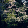 春のヒカリ・桜
