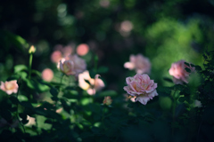 Forest Rose