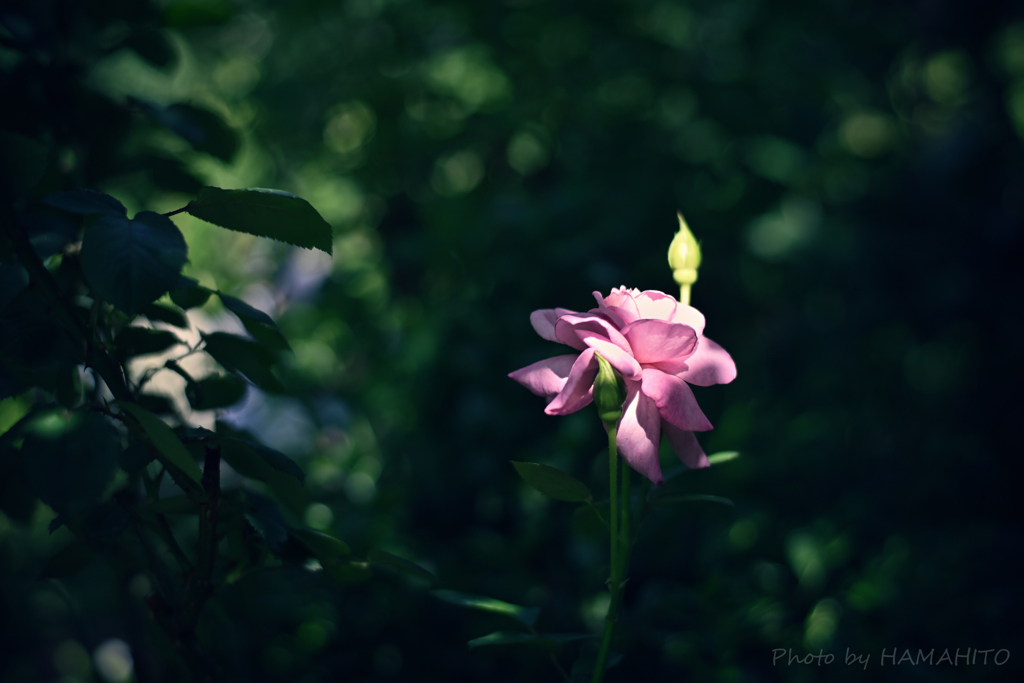 Spotlight