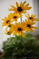 August Flower