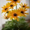 August Flower