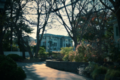 陽だまりの道 ♫