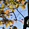 October Color